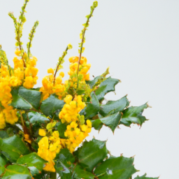 mahonia