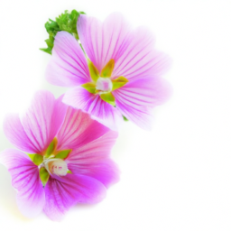 malva