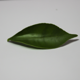 mandarin leaf