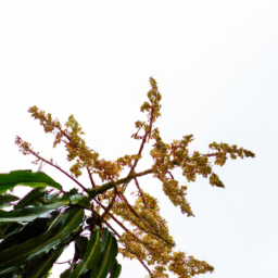 mango blossom