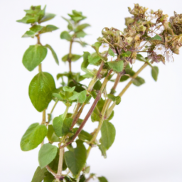 marjoram