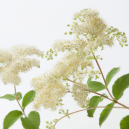 meadowsweet