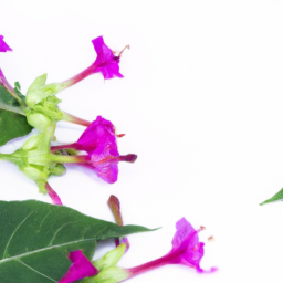 mirabilis