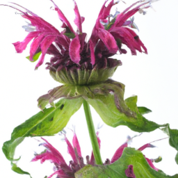 monarda