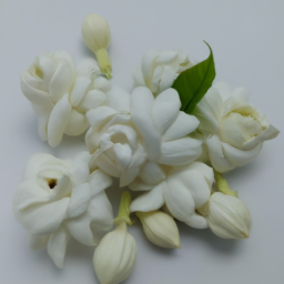 moroccan jasmine