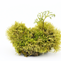 oak moss