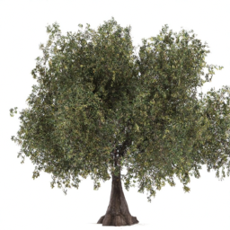 olive tree