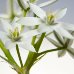 ornithogalum