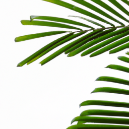 palm leaf