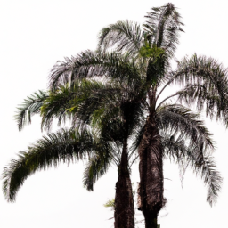 palm tree