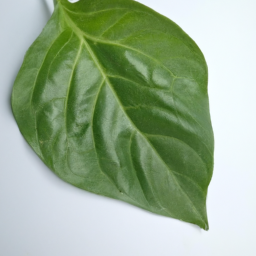 paprika leaf
