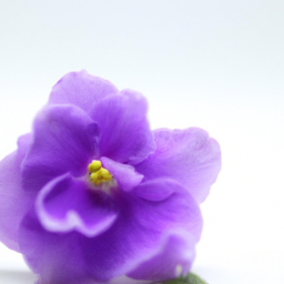 parma violet