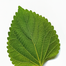 patchouli leaf