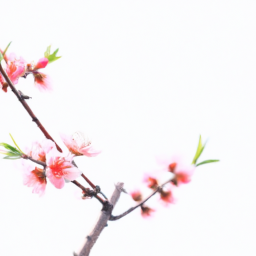 peach blossom