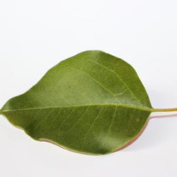 pear leaf
