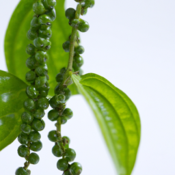 peppertree