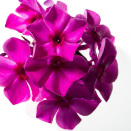 phlox
