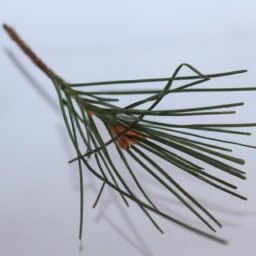 pine needles