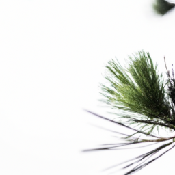 pine tree needles