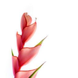 pink flamingo heliconia