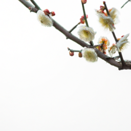 plum blossom