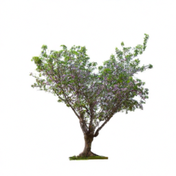 plum tree