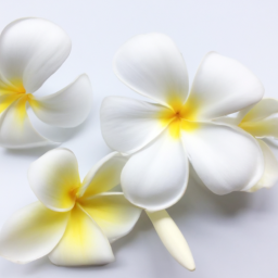 plumeria