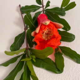 pomegranate blossom