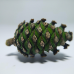 priprioca