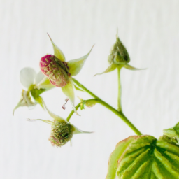raspberry bloom