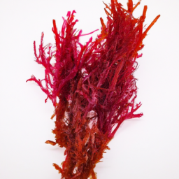 red algae