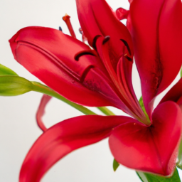 red lily