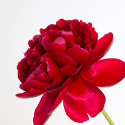 red peony