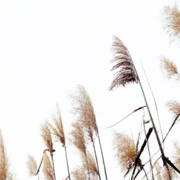 reed