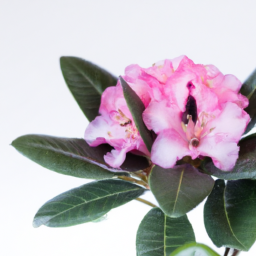 rhododendron