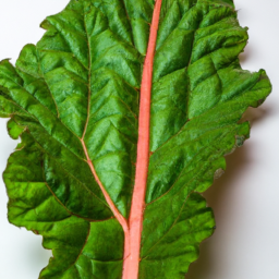 rhubarb leaf