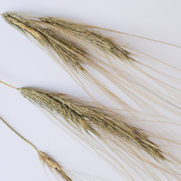 rye