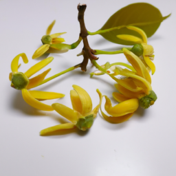 sandalwood flower