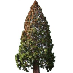 sequoia