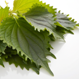 shiso