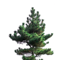 siberian pine