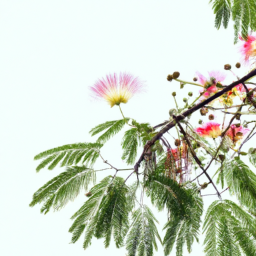 silk tree blossom