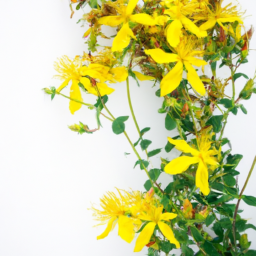 st. john's wort