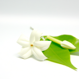 stephanotis