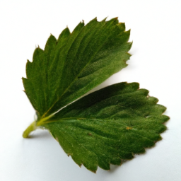 strawberry leaf