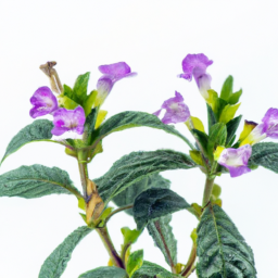 strobilanthes callosus