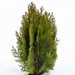 thuja