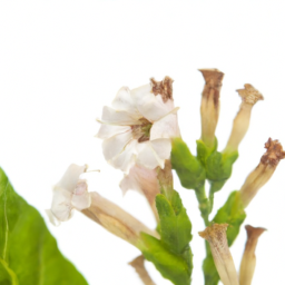 tobacco blossom