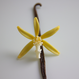 vanilla flower
