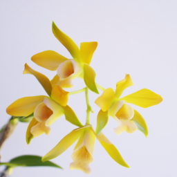 vanilla orchid